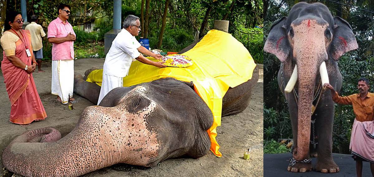 രണ്ടാം പാപ്പാന്റെ നേതൃത്വത്തില്‍ കൊമ്പന്‍ ഗോകുല്‍ നേരിട്ടത് ക്രൂര മര്‍ദ്ദനം; അന്വേഷണം തുടങ്ങി വനം വകുപ്പ്