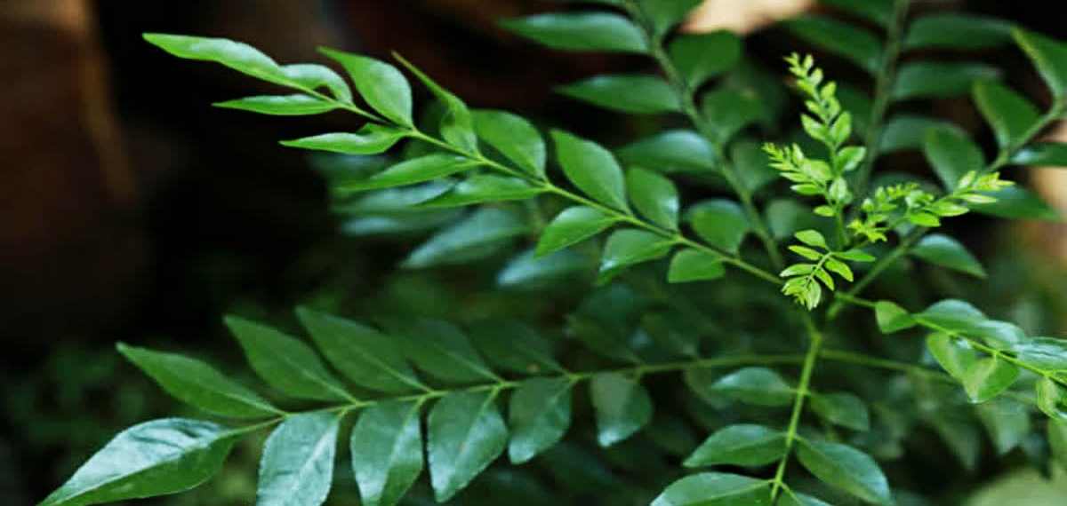 വലിച്ചെറിയരുത്, കറിവേപ്പില കൊണ്ടൊരു കിടിലൻ വിഭവം ഉണ്ടാക്കാം! വെറൈറ്റിയല്ലേ!