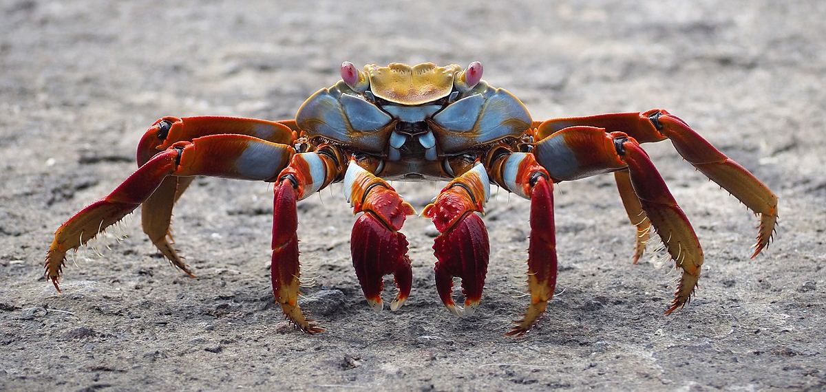 ഞണ്ടുകളുടെ നാട്ടിലൊന്നും പോകേണ്ടെന്നേ, അവിടെ വരെ നിങ്ങള്‍ എത്തില്ല