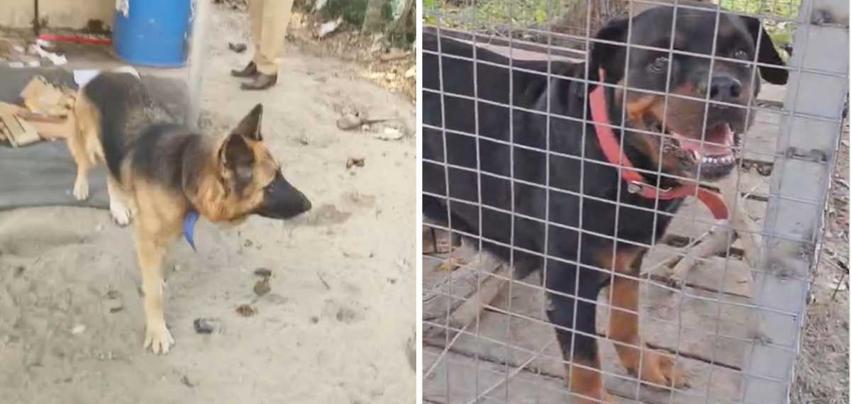 കാവലായി റോട്ട്വീലറും ജർമൻ ഷെപേർഡും; വാടകവീട്ടിൽ നിന്ന് പിടികൂടിയത് 15 ഗ്രാം എംഡിഎംഎയും 1.5 കിലോ കഞ്ചാവും