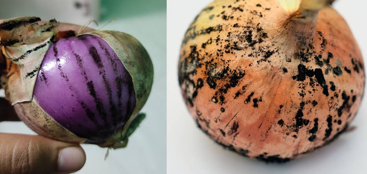 കറുത്ത പൊടിയും പാടുകളുള്ള സവാള ഉപയോഗിക്കുന്നത് അപകടമാണോ? അറിയാം