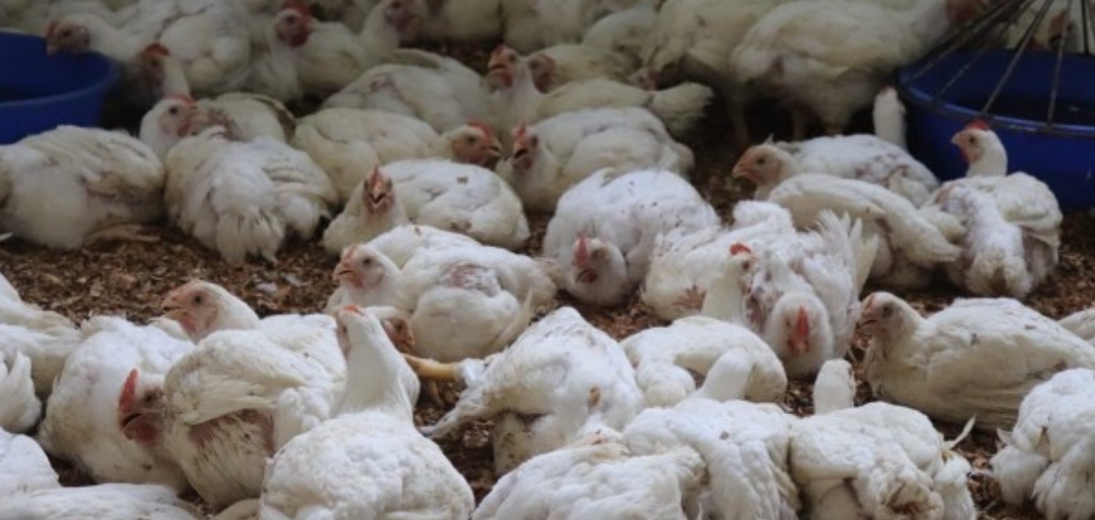 'പൊന്ന്' കോഴി! സംസ്ഥാനത്ത് ഇറച്ചിക്കോഴി വില കുതിച്ചുയരുന്നു; ചിക്കൻ വിഭവങ്ങളുടെ വില കൂടുമെന്ന് ആശങ്ക
