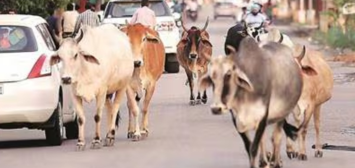 മധ്യപ്രദേശില്‍ കന്നുകാലികള്‍ മൂലമുണ്ടാകുന്ന അപകടം; മൂന്ന് ദിവസം കൂടുമ്പോൾ ഒരാള്‍ മരിക്കുന്നു: റിപ്പോർട്ട്