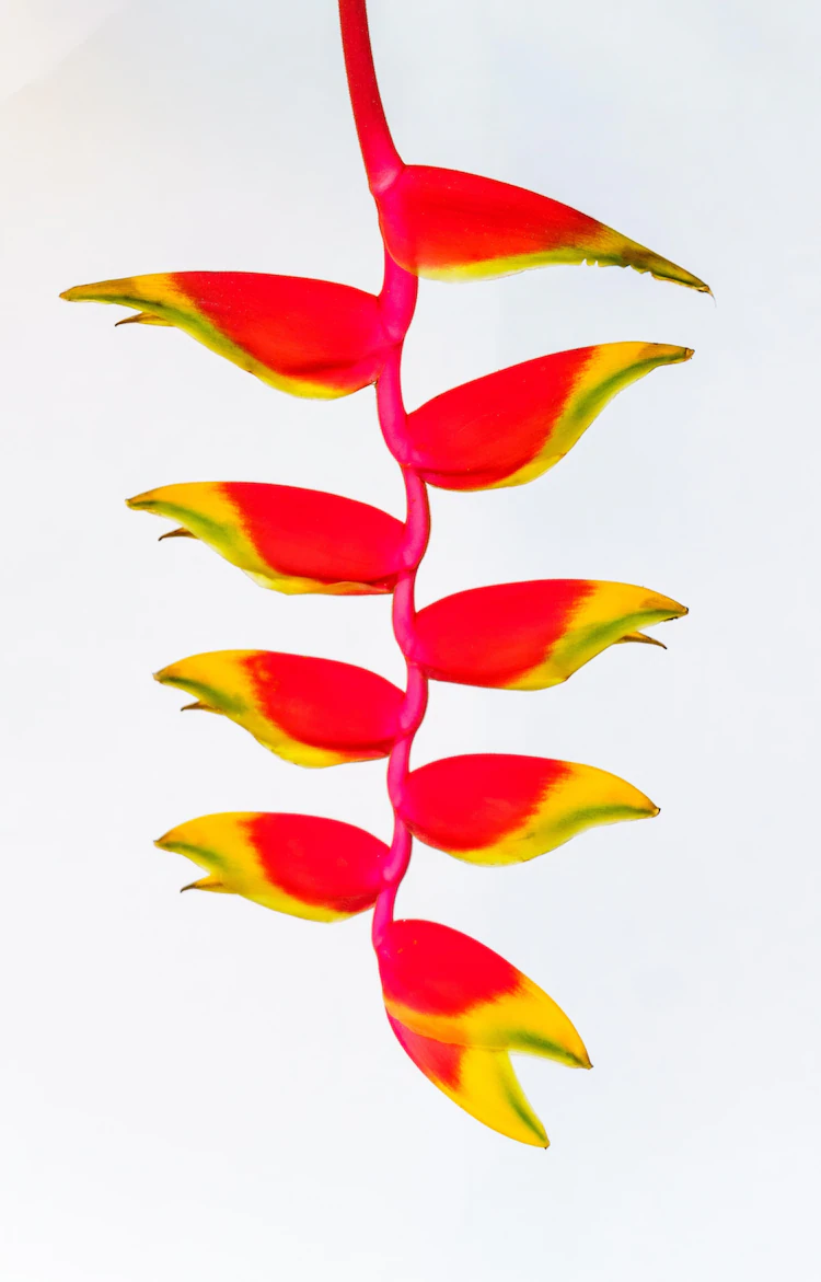 Heliconia 