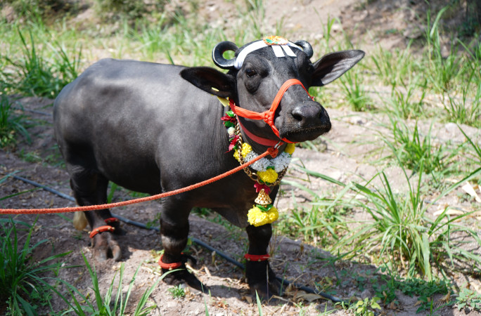 radha smallest water buffalo