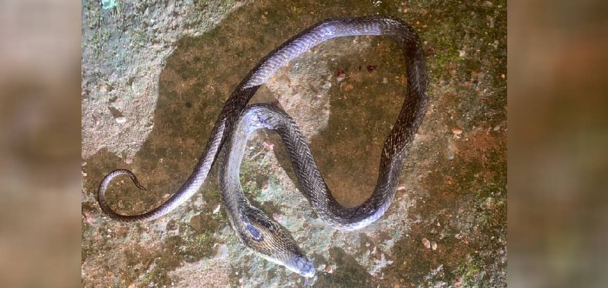 മഞ്ചേരിയിൽ പാമ്പ് കടിയേറ്റ് ഒരു വയസുകാരന് ദാരുണാന്ത്യം