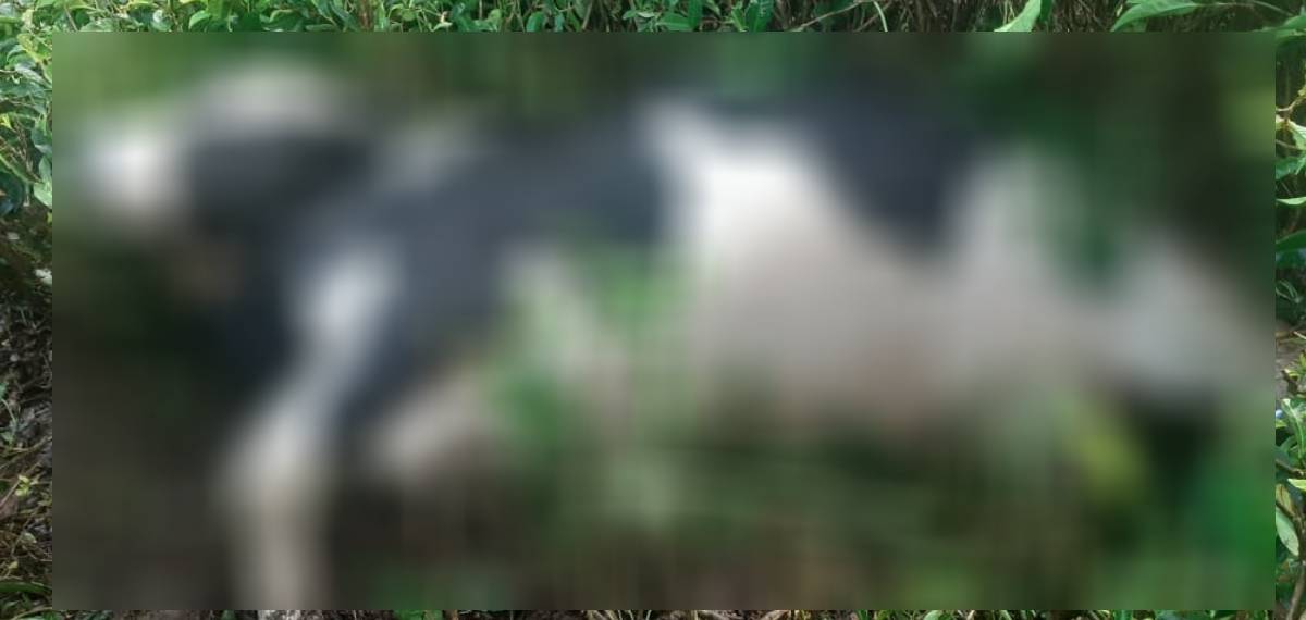 മൂന്നാറില്‍ വീണ്ടും കടുവ ആക്രമണം: രണ്ട് പശുക്കളെ കൊന്നുതിന്നു