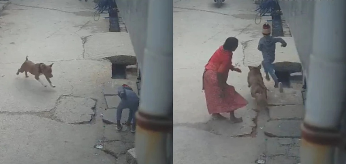 വീടിന് പുറത്ത് കളിക്കുന്നതിനിടെ ആറ് വയസുകാരൻ്റെ ചെവി കടിച്ചെടുത്ത് പിറ്റ്ബുൾ;ഞെട്ടിക്കുന്ന ദൃശ്യങ്ങൾ പുറത്ത്