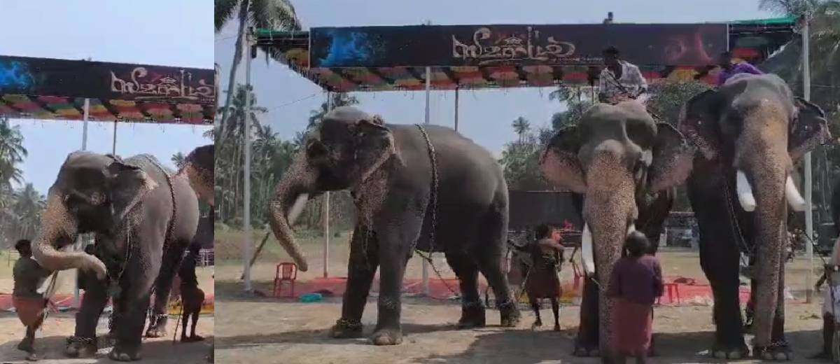 ഗുരുവായൂരിൽ തലപ്പൊക്ക മത്സരത്തിനിടെ ആനയുടെ ആക്രമണം; പാപ്പാനെ കൊമ്പുകൊണ്ട് തട്ടിത്തെറിപ്പിച്ചു