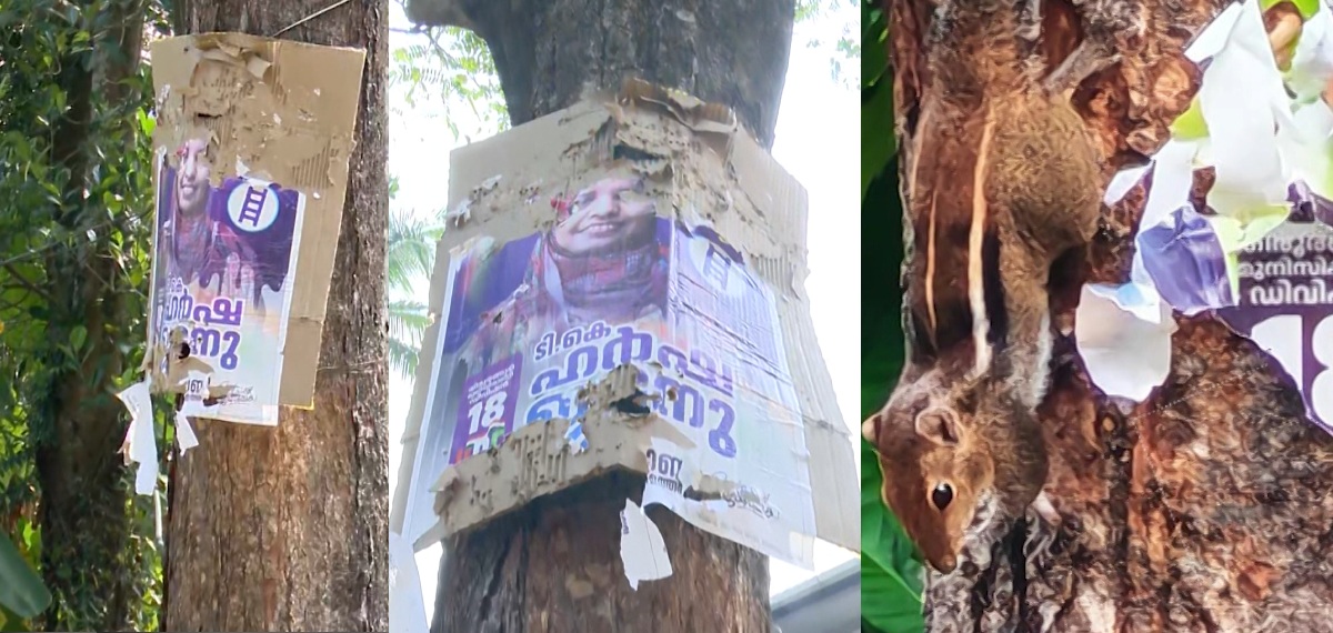 യുഡിഎഫ് സ്ഥാനാർഥി പോസ്റ്റർ പതിപ്പിക്കും, അജ്ഞാതൻ കീറിക്കളയും; ഒടുവിൽ മരത്തിന് മുകളിൽ നിന്ന് 'പ്രതി'യെ പൊക്കി