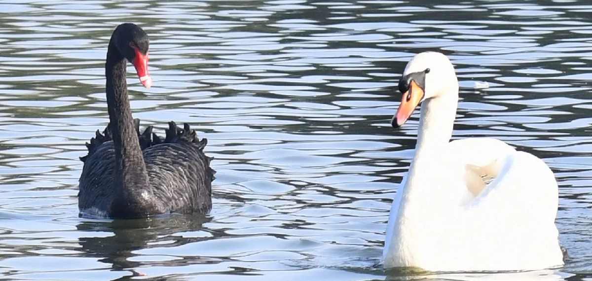 black swan and whit swan 