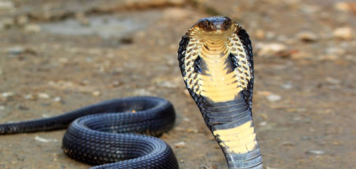 കട്ടിലിനടിയിൽ ശബ്ധം, ടോർച്ചടിച്ചപ്പോൾ കണ്ടത് കൂറ്റൻ രാജവെമ്പാലയെ