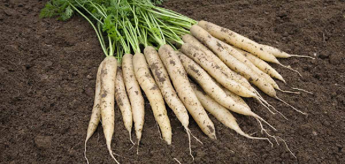 White Carrot
