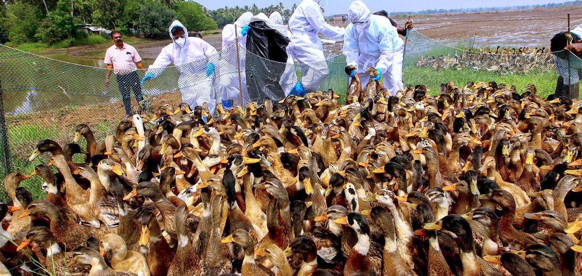 ആലപ്പുഴയും കോട്ടയത്തും പക്ഷിപ്പനി; 19881 പക്ഷികളെ കൊന്നൊടുക്കും, ക്രിസ്മസ് സീസണിലെ രോഗബാധ, കർഷകർ ആശങ്കയിൽ