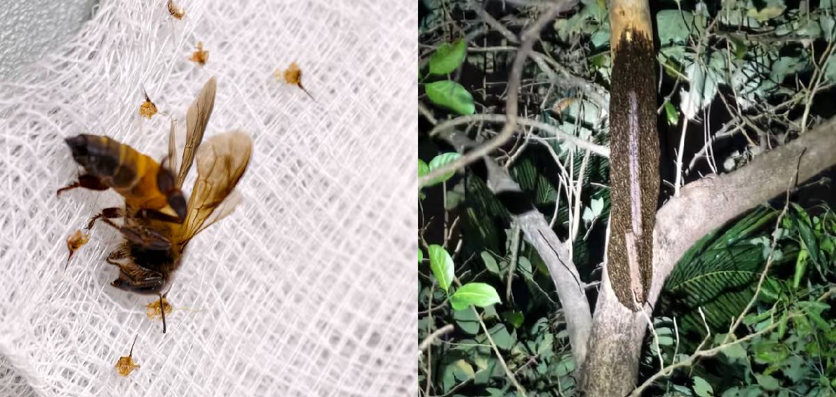 പാലക്കാട് തേനീച്ചയുടെ കുത്തേറ്റ് 10 പേർക്ക് പരിക്ക്; ഒരാളുടെ നില ഗുരുതരം