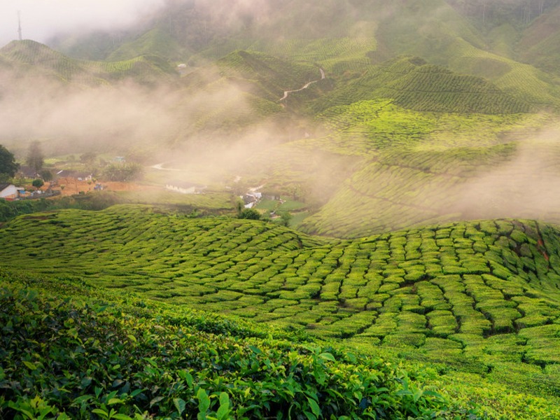 Munnar