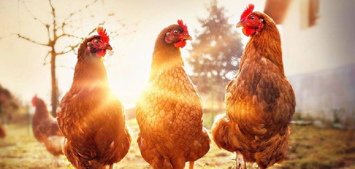 Do chickens have teeth