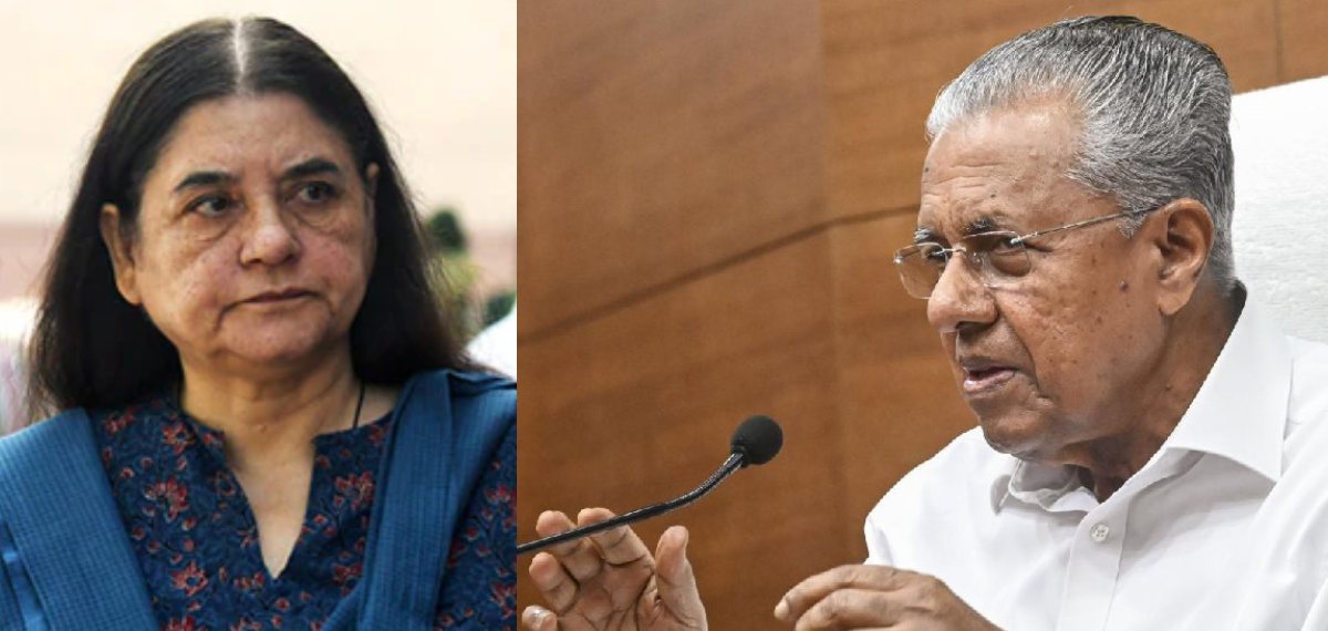 കാട്ടുപന്നികൾ ഇല്ലാതായാൽ കടുവകൾ നാട്ടിലിറങ്ങും,മുഴുവൻ വനവും നഷ്ടപ്പെടും;മുഖ്യമന്ത്രിക്ക് കത്തുമായി മനേക ഗാന്ധി