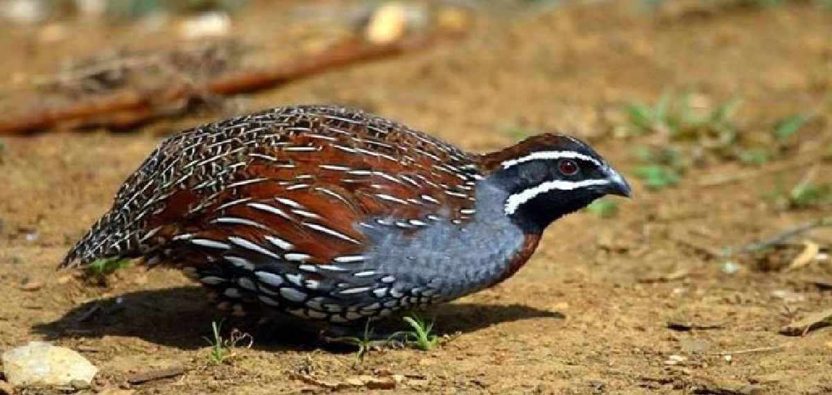 Himalayan Quail