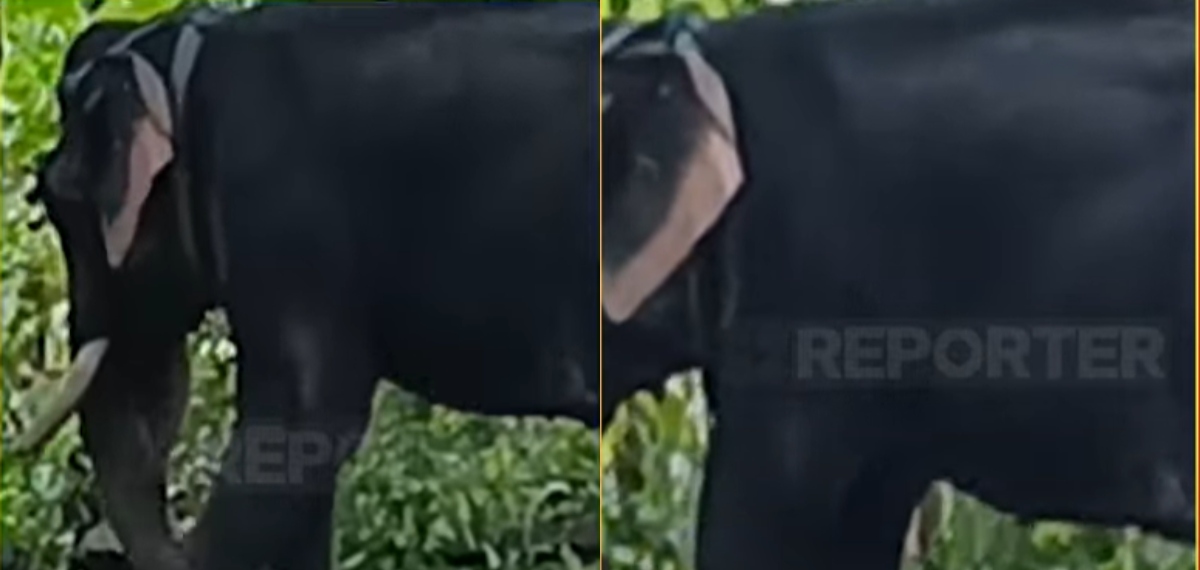 ഹരിപ്പാട് മദപ്പാടിലായിരുന്ന ആനയുടെ കുത്തേറ്റ പാപ്പാൻ മരിച്ചു