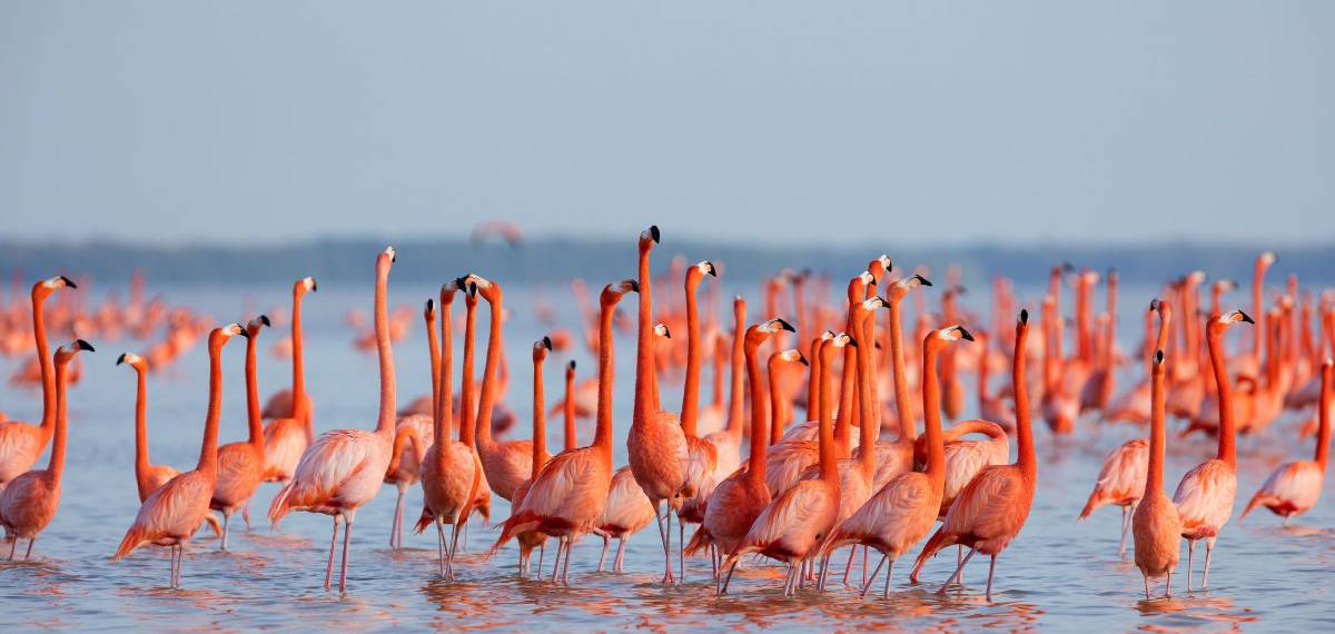 ഫ്ലമിംഗോ കൂട്ടമെത്തി! ദേശാടന കാഴ്ചയൊരുക്കുന്ന 6 കേന്ദ്രങ്ങൾ!