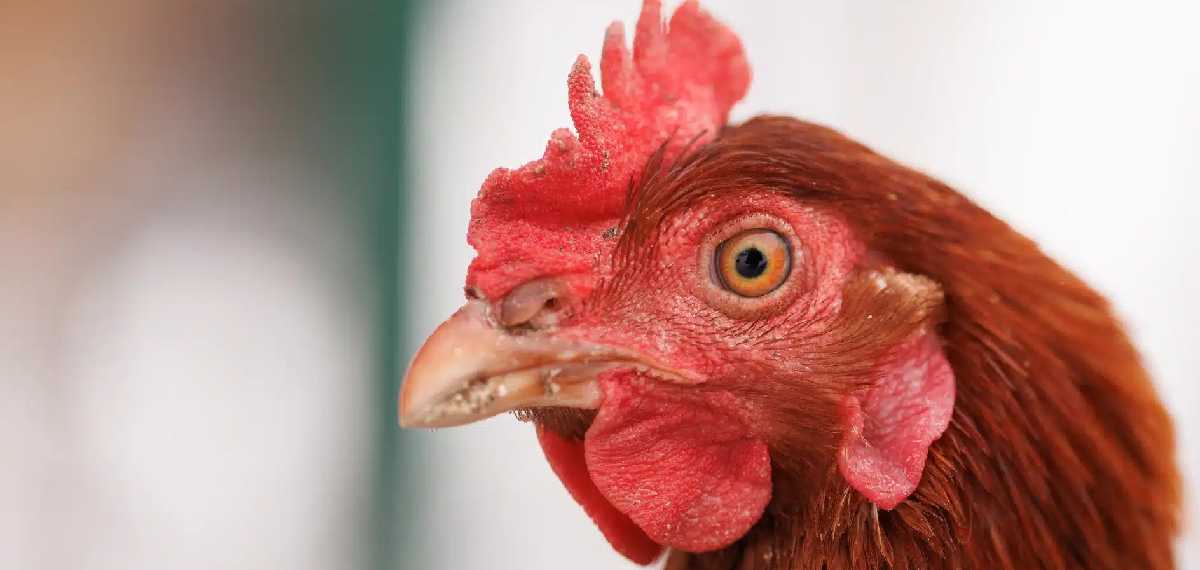 കോഴികള്‍ക്ക് പല്ലുണ്ടോ?