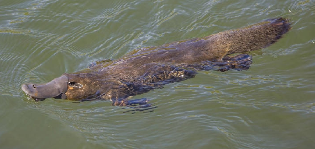 ഈ മൃഗത്തിന്റെ വിഷം അസഹനീയമായ വേദനയുണ്ടാക്കും! പ്രതിരോധിക്കാൻ മാർഗമില്ല; കുത്തേറ്റാല്‍ എന്ത് സംഭവിക്കും?
