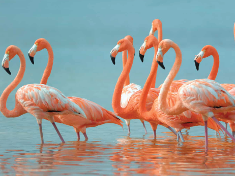 flamingos