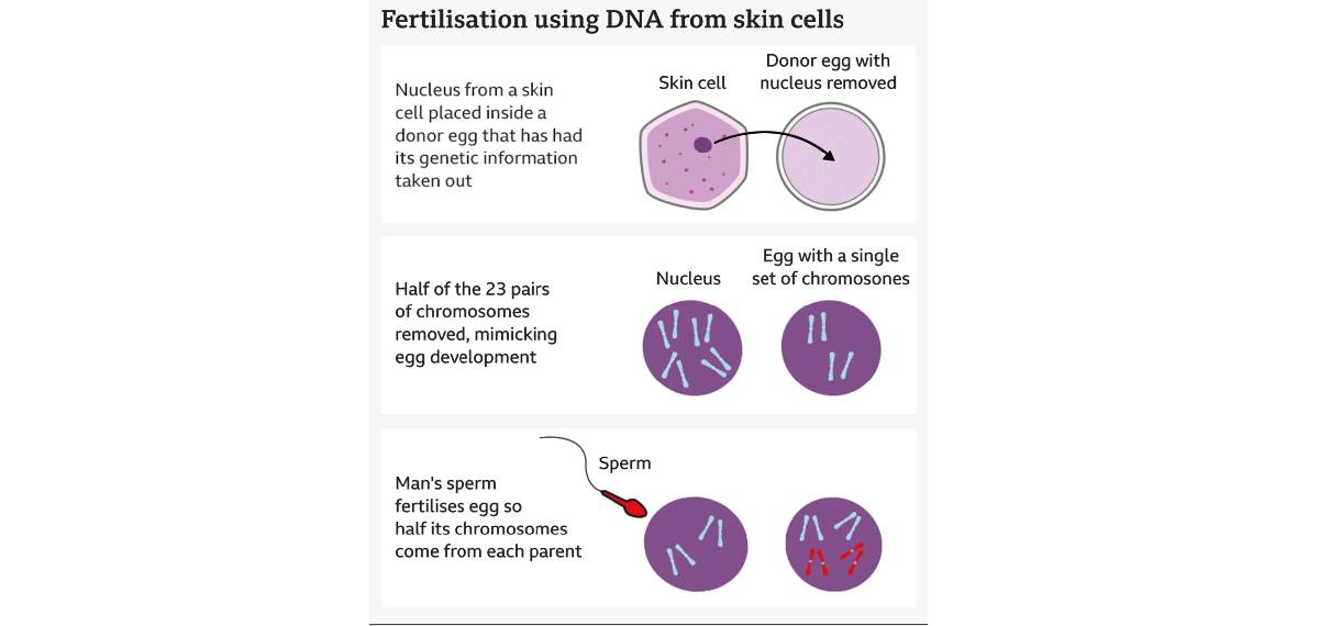  breakthrough technique that converts DNA from skin cells into human eggs capable of producing embryos.