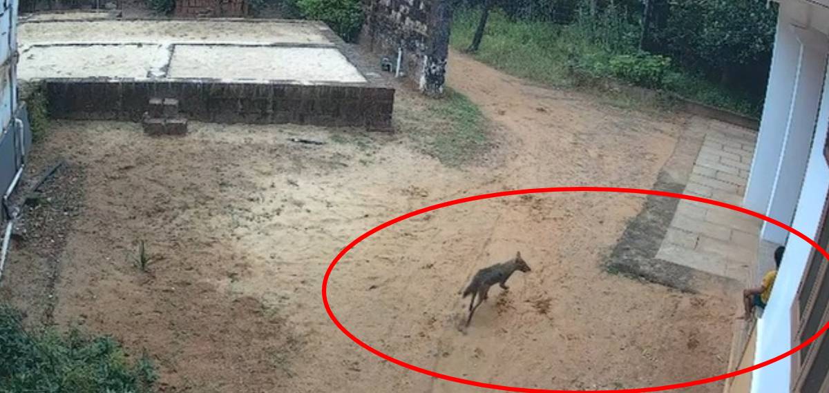 കണ്ണൂര്‍ മാട്ടൂലില്‍ വീട്ടുമുറ്റത്തിരുന്ന കുഞ്ഞിന് കുറുനരിയുടെ കടിയേറ്റു; ചേലേരിയിൽ വയോധികന് കണ്ണിന് പരിക്ക്