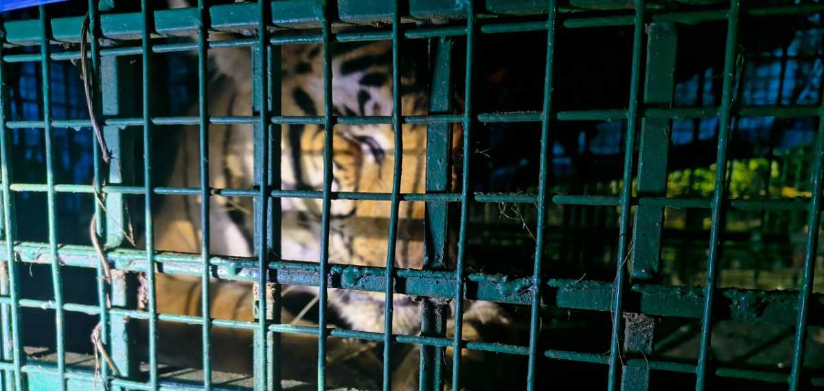 വയനാട് വണ്ടിക്കടവിലെ കടുവ കൂട്ടില്‍; ഊരുമൂപ്പനെ കൊന്ന കടുവയെന്ന് സ്ഥിരീകരണം