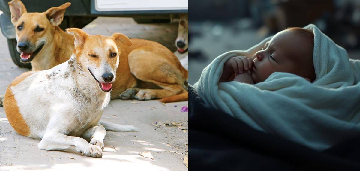 കൊടുംതണുപ്പിൽ ഉപേക്ഷിക്കപ്പെട്ട നിലയിൽ ചോരക്കുഞ്ഞ്: രാത്രി മുഴുവൻ സംരക്ഷണം തീര്ത്തത് തെരുവുനായ്ക്കൾ