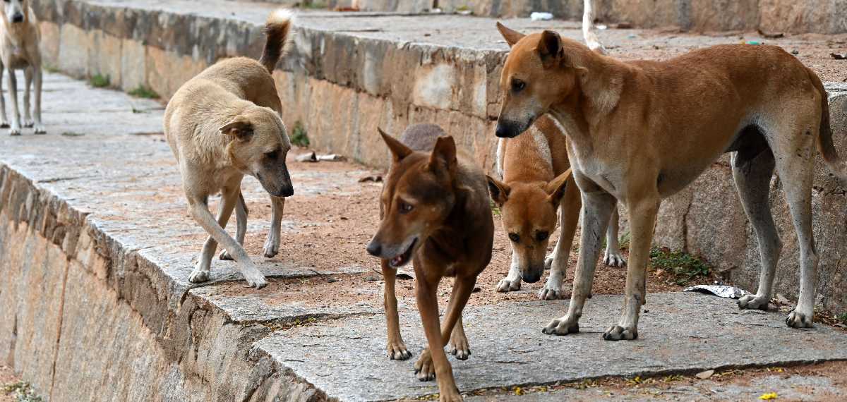 തെരുവുനായ്ക്കളിൽ നിന്നും സ്വയം സംരക്ഷിക്കാം! സേഫ്റ്റി ടിപ്പുകൾ ഇങ്ങനെ