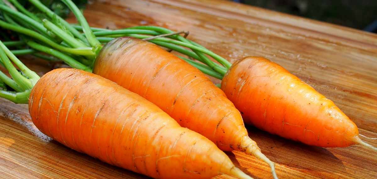 chantenay carrot