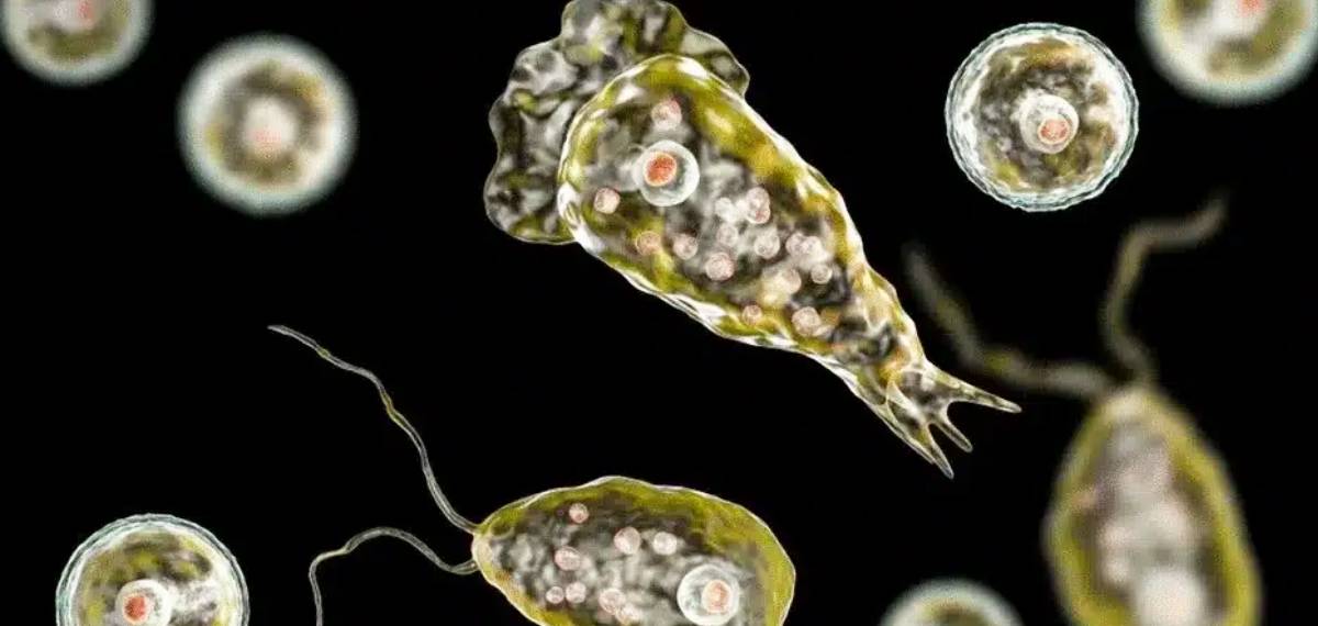 അമീബിക് മസ്തിഷ്‌കജ്വരം: കോഴിക്കോട് ചികിത്സയിലായിരുന്ന 58കാരി മരിച്ചു