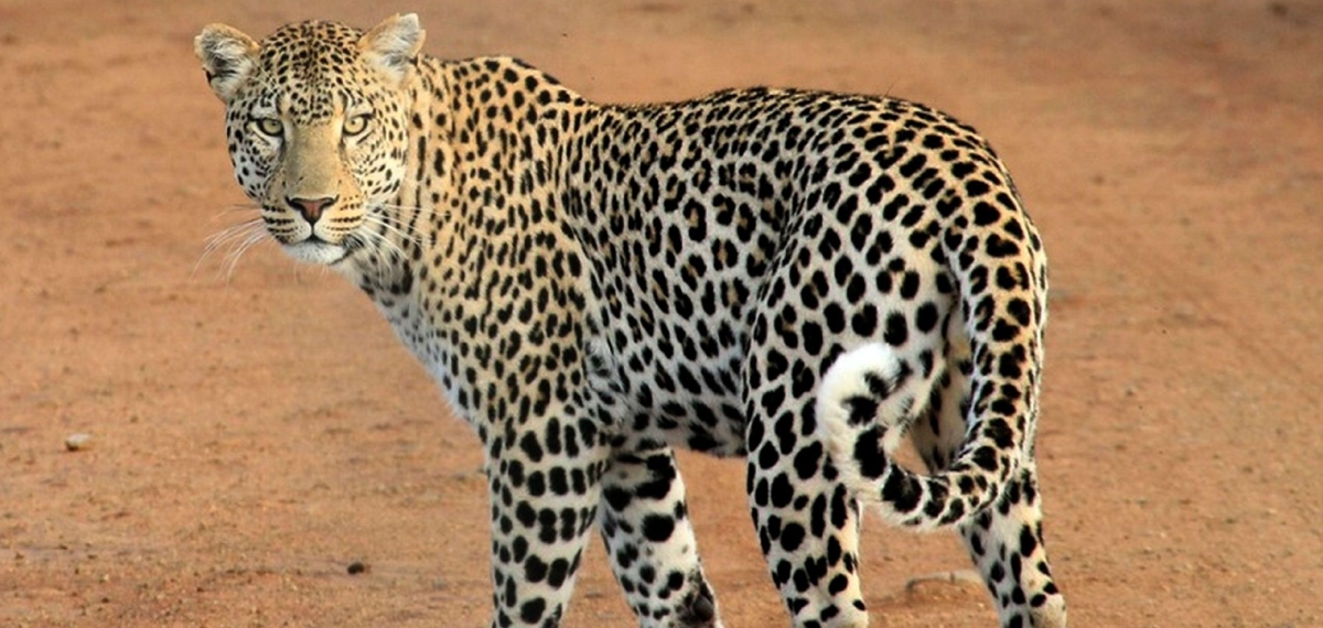 വാൽപ്പാറയിൽ വീട്ടുമുറ്റത്ത് കളിച്ചുകൊണ്ടിരുന്ന കുട്ടിയെ പുലി കടിച്ചുകൊന്നു