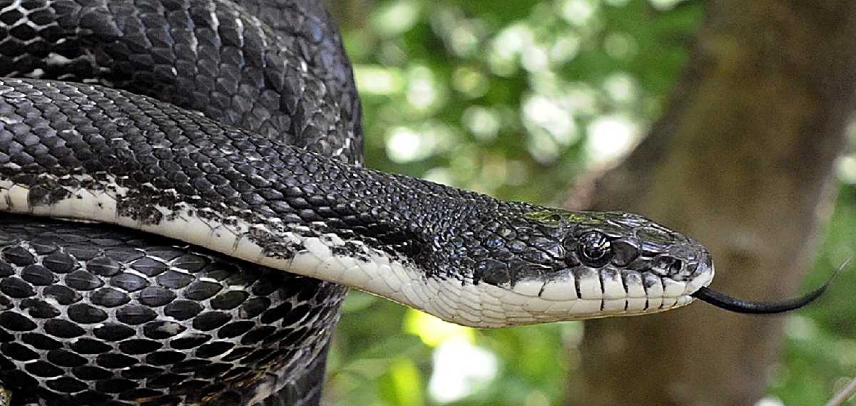 Rat Snake