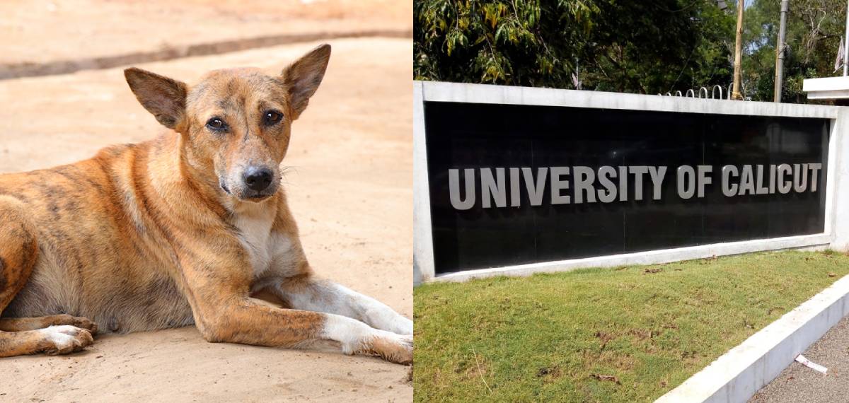 കാലിക്കറ്റ് യൂണിവേഴ്‌സിറ്റിയില്‍ തെരുവുനായ ശല്യം; ക്യാമ്പസിനകത്തുനിന്ന് ജീവനക്കാരന് കടിയേറ്റു