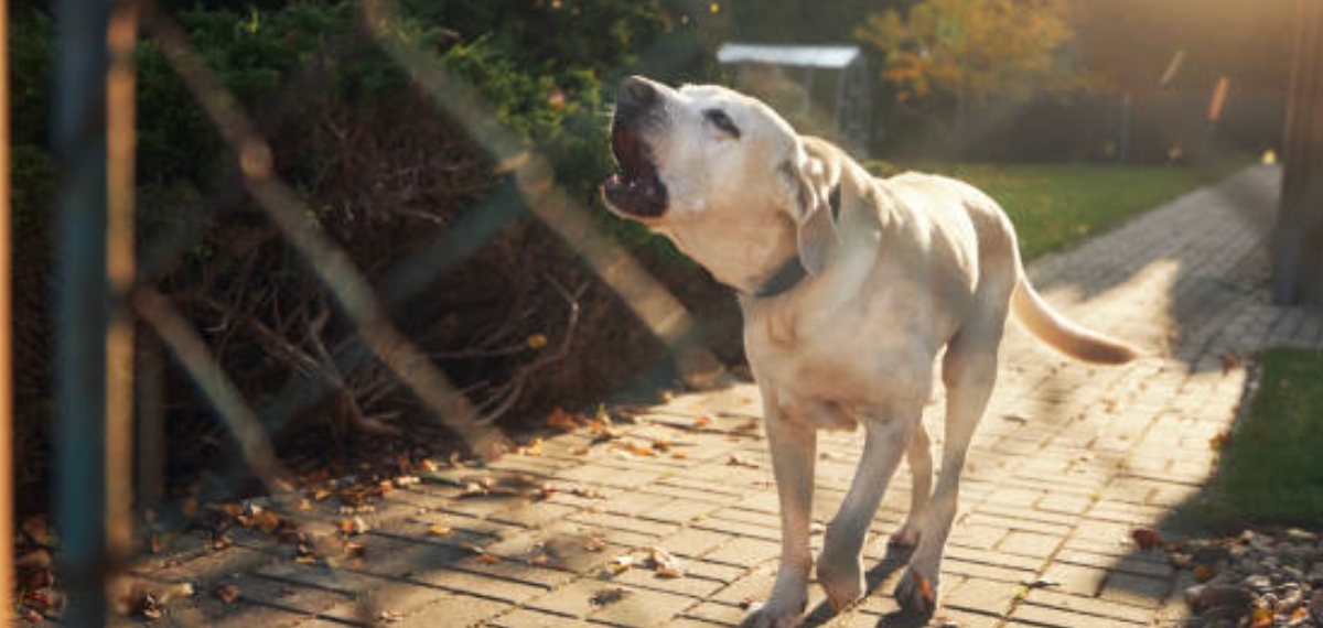 Dog Barking