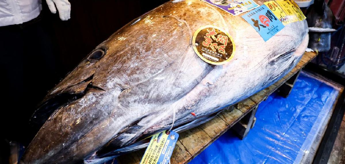 Tuna in Japan Market