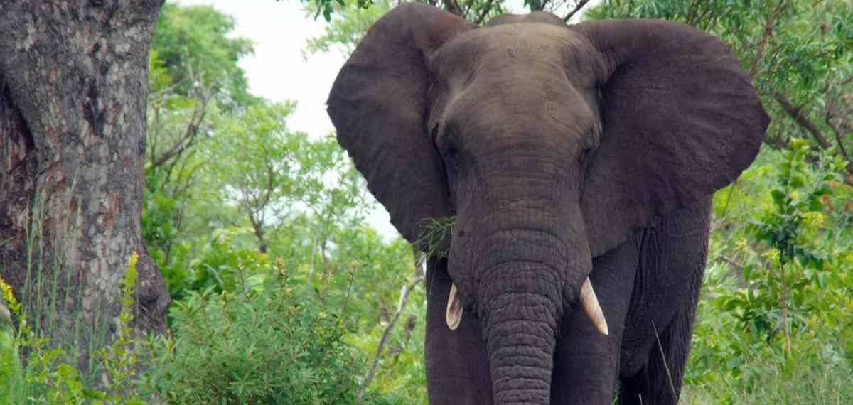 വയനാട്ടില്‍ വീണ്ടും കാട്ടാന ആക്രമണം; മധ്യവയസ്‌കന് ഗുരുതര പരിക്ക്