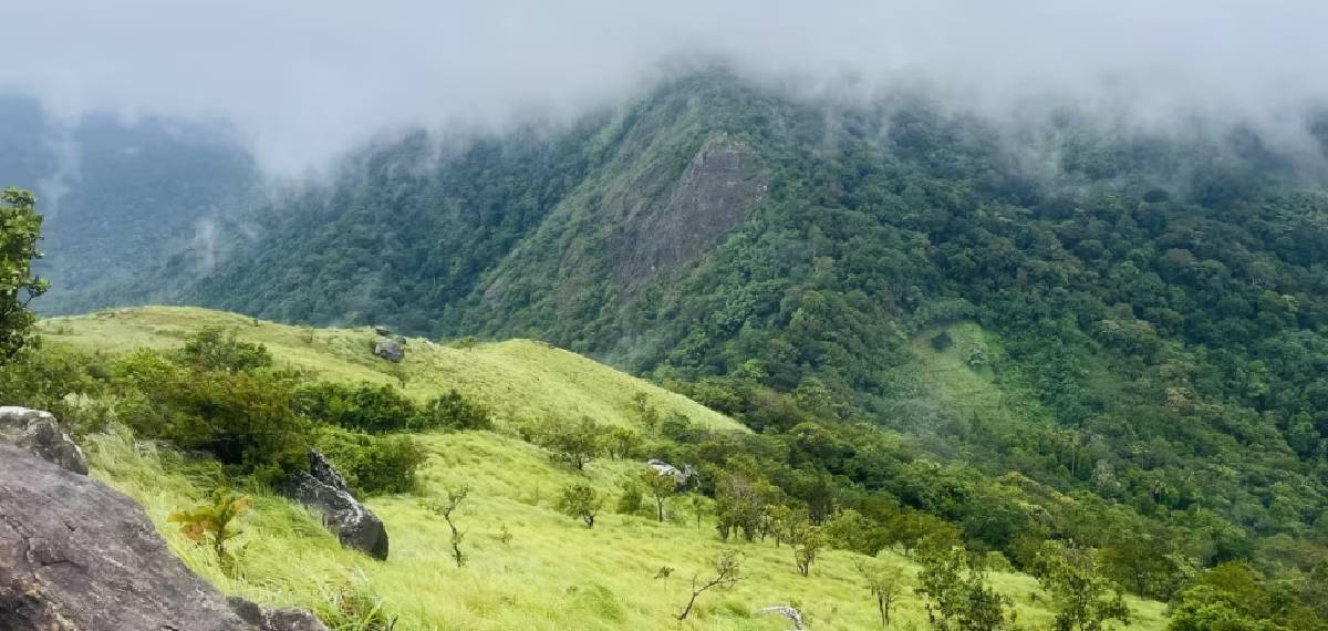 മോഹിപ്പിച്ച് രാജാത്തോട്ടം;പക്ഷെ,കാണാന്‍ പോയ യുവാക്കള്‍ക്ക് പണികിട്ടി,ആനയും പുലിയുമുള്ള കാട്ടില്‍ കുടുങ്ങി