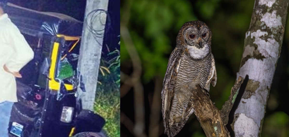 മൂങ്ങ ഡ്രൈവറുടെ തോളിൽ വന്നിരുന്നു; ഓട്ടോ നിയന്ത്രണം വിട്ട് പോസ്റ്റിലേക്ക് പാഞ്ഞുകയറി അപകടം