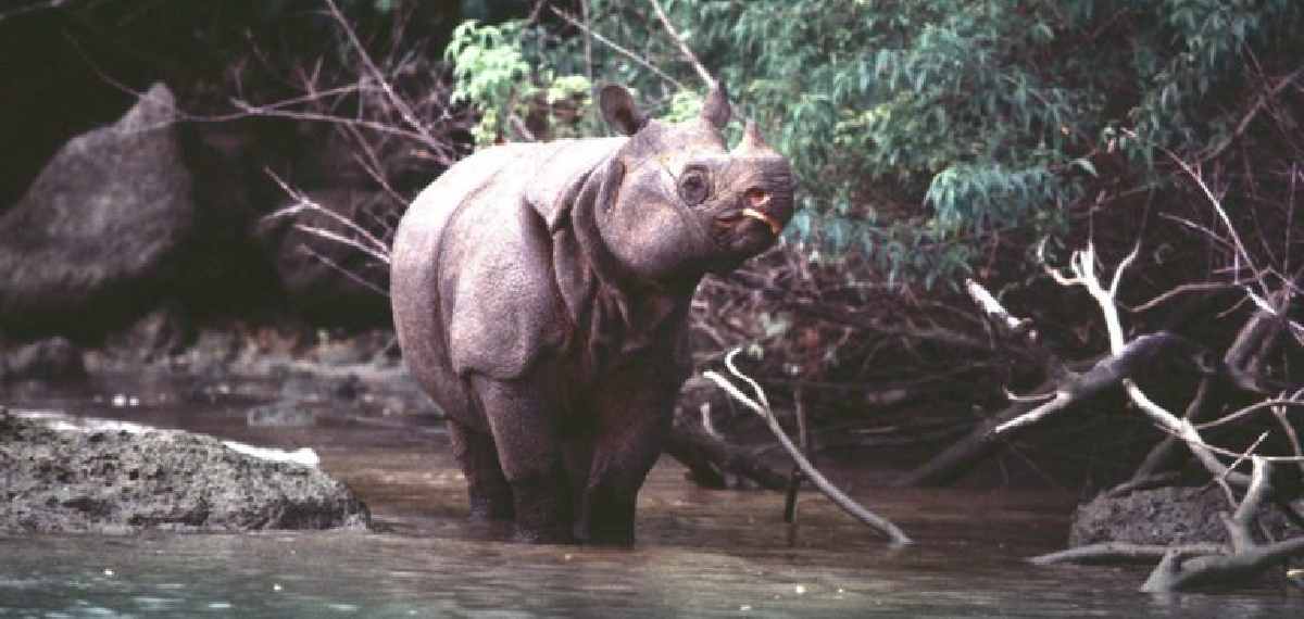 Javan rhinoceros protected in Indonesia