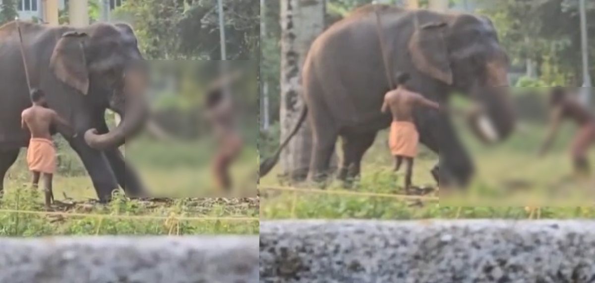 കുഞ്ഞിനെ കൊമ്പിലിരുത്തിയുള്ള സാഹസത്തിന് തൊട്ടുമുന്‍പ് ആനയെ ക്രൂരമായി മര്‍ദിച്ച് പാപ്പാന്‍; ദൃശ്യം പുറത്ത്