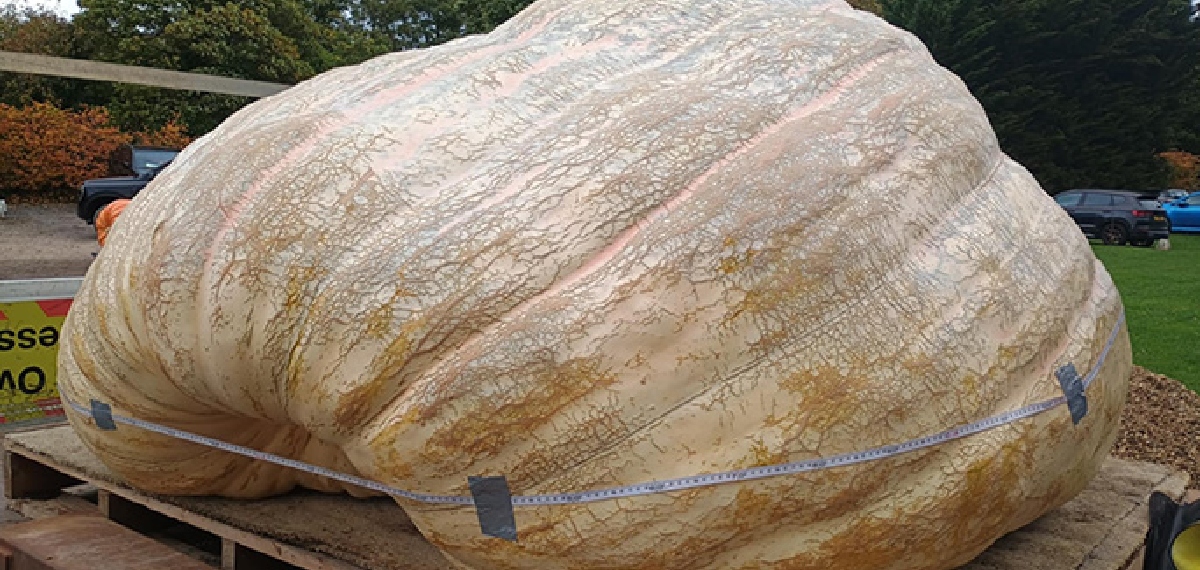 ഗിന്നസ് വേള്‍ഡ് റെക്കോര്‍ഡില്‍ ഇടംനേടിയ ലോകത്തിലെ ഏറ്റവും വലിയ മത്തങ്ങയുടെ ഭാരം അറിയണോ?