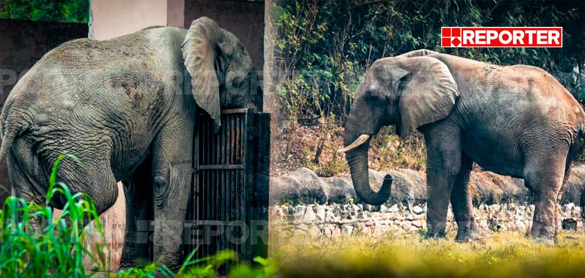 24 വർഷത്തെ ഏകാന്തവാസം; കൂട്ടിന് ആഫ്രിക്കൻ പെണ്ണാനയെ എത്തിക്കുന്നതിന് മുമ്പായി ശങ്കർ ചെരിഞ്ഞു