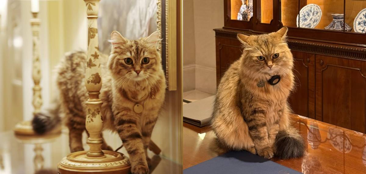 പഞ്ചനക്ഷത്ര ഹോട്ടലിലെ പൂച്ച രാജകുമാരി! സ്വർണ്ണമാലയിട്ട്, 'കാവിയർ' കഴിച്ച് 'ലിലിബെറ്റി'ന്റെ ആഡംബര ജീവിതം