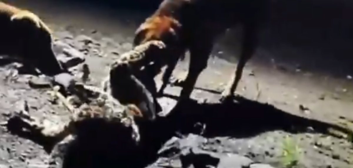  Stray Dog's Brutal Beatdown Of Leopard