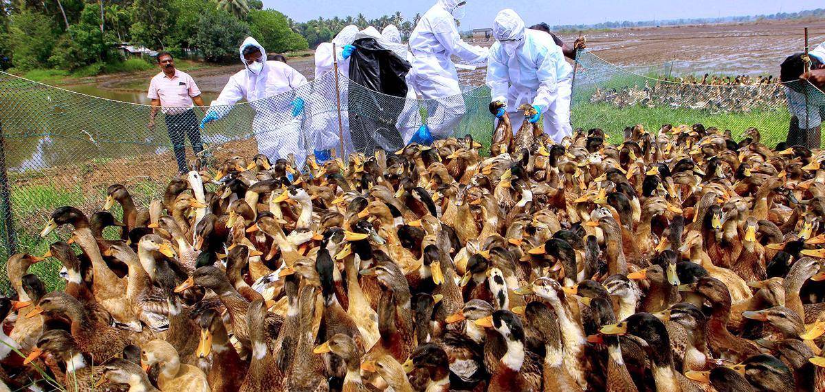 പക്ഷിപ്പനി; തിരുവല്ലയിൽ വളർത്തുപക്ഷികളുടെ മുട്ട, ഇറച്ചി, കാഷ്ഠം എന്നിവയുടെ വില്പനയും ഉപയോഗവും നിരോധിച്ചു